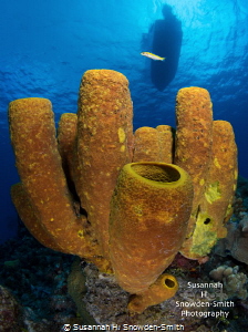 Sponges Three Different Ways! - 1 of 3
The same set of s... by Susannah H. Snowden-Smith 
